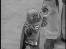 Pepi the monkey in a Superman costume playing cymbals